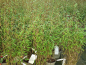 Preview: Fargesia nitida "Black Pearl"